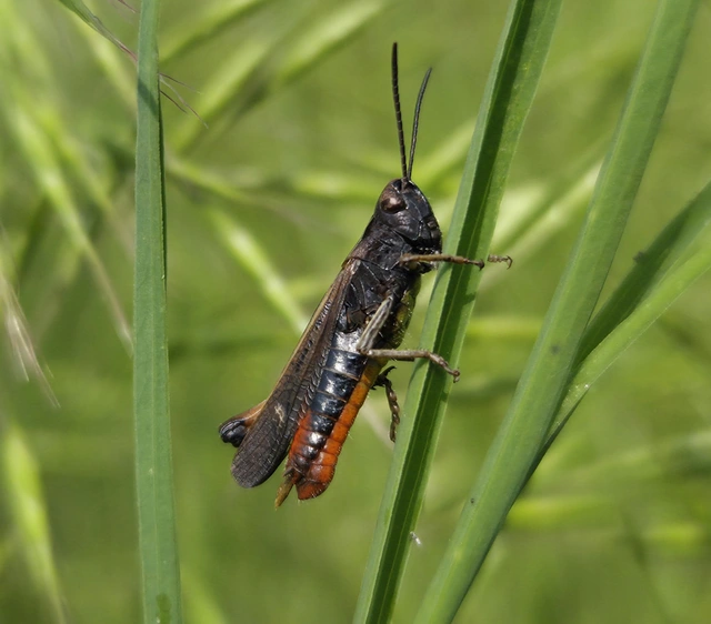 Omocestus rufipes - vöröshasú tarlósáska