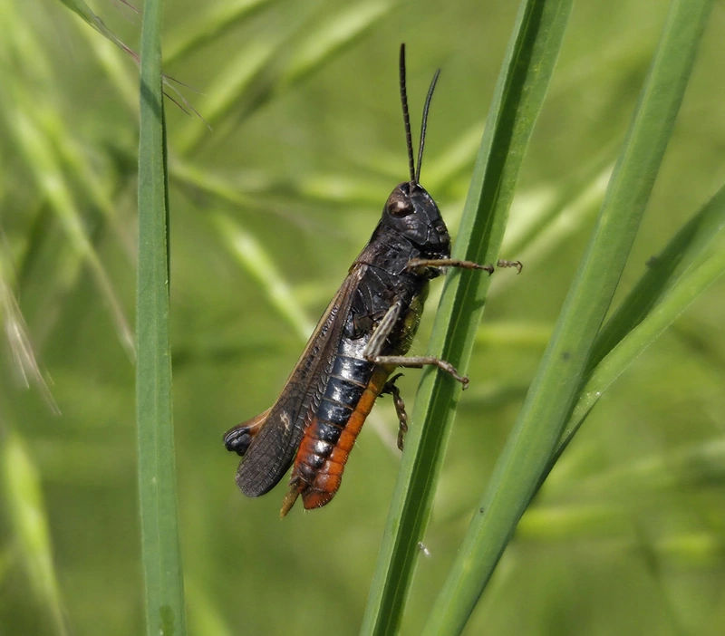 Omocestus rufipes - vöröshasú tarlósáska