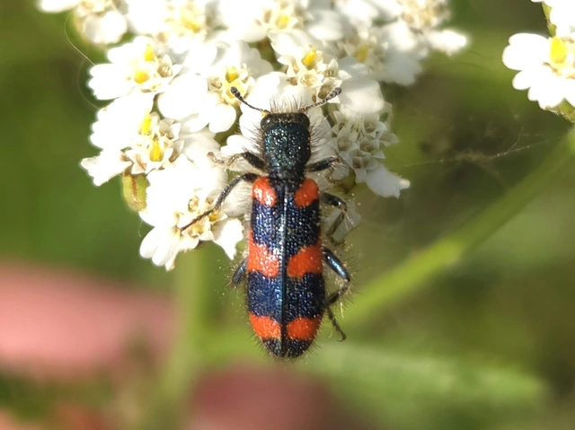 Trichodes favarius - hatfoltos méhészbogár