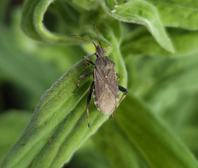 Ceraleptus gracilicornis - tüskéslábú karimáspoloska