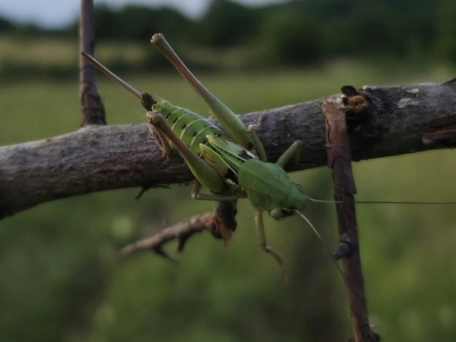Decticus verrucivorus - szemölcsevő szöcske