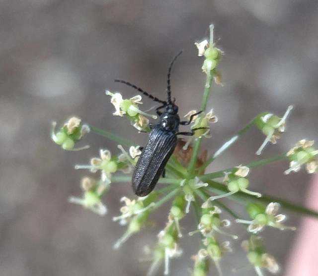 Omalisus fontisbellaquaei - közönséges álhajnalbogár