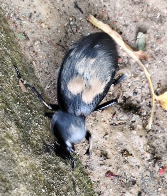Carabus coriaceus - bőrfutrinka
