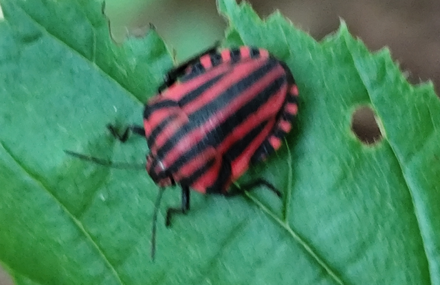Graphosoma italicum - csíkos pajzsospoloska