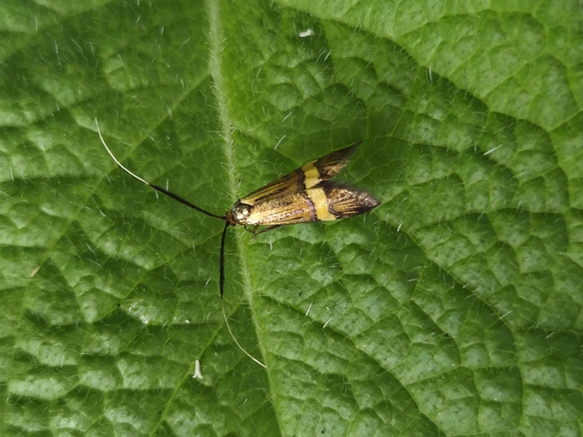 Nemophora degeerella - pompás tőrösmoly