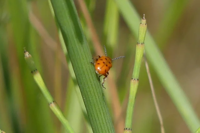 Crioceris duodecimpunctata - tizenkétpontos spárgabogár