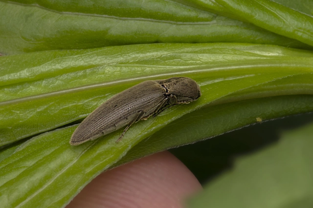 Agriotes pilosellus - erdei pattanó