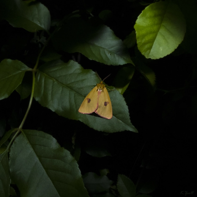 Diacrisia sannio - vörösszélű medvelepke