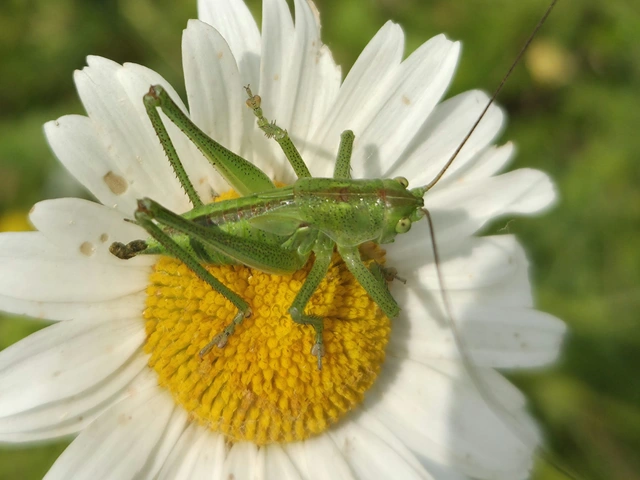 Tettigonia