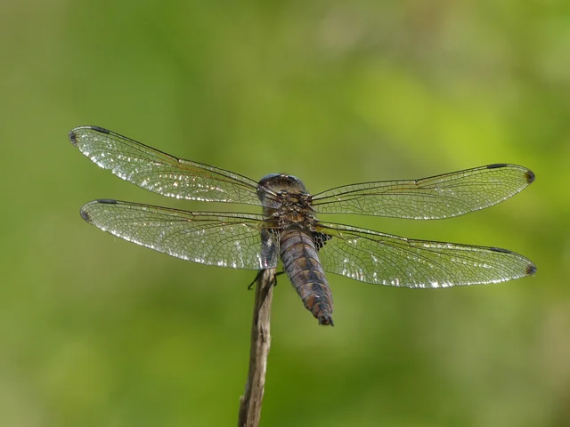 Libellula fulva - kisfoltos laposacsa