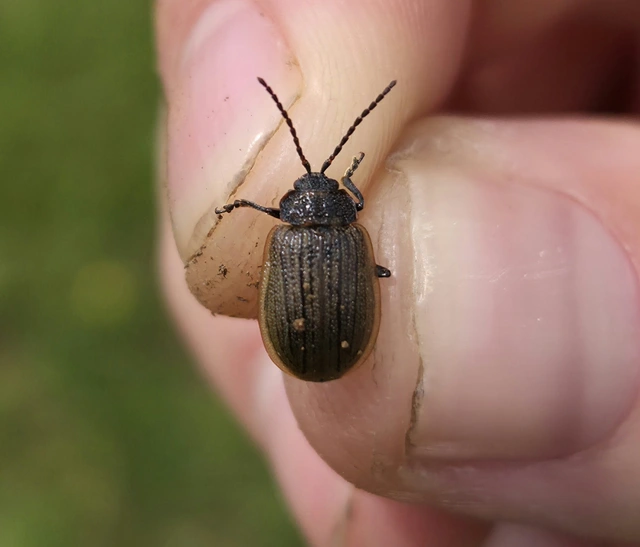 Galeruca pomonae - barna olajosbogár