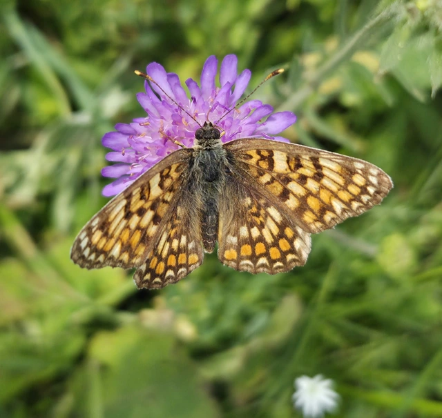 Melitaea phoebe - nagy tarkalepke