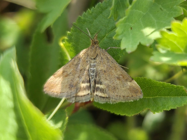 Pyrausta despicata - réti bíbormoly