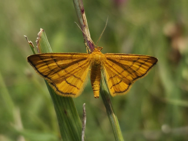 Idaea aureolaria - aranyos sávosaraszoló