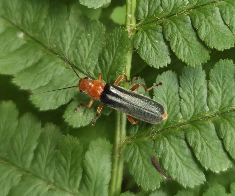 Ancistronycha violacea - kék lágybogár