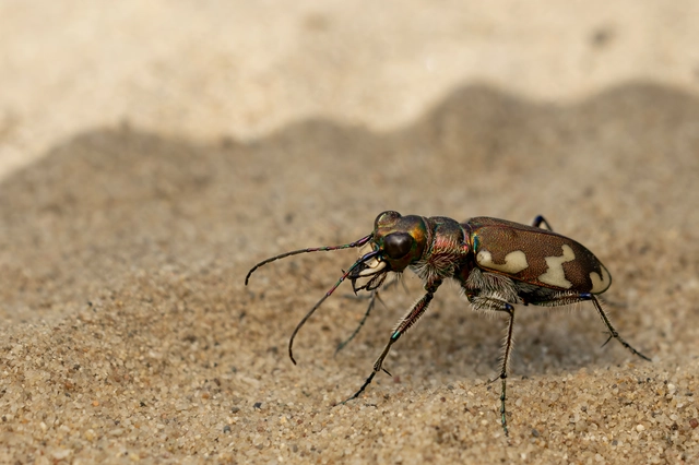 Cicindela hybrida - öves homokfutrinka