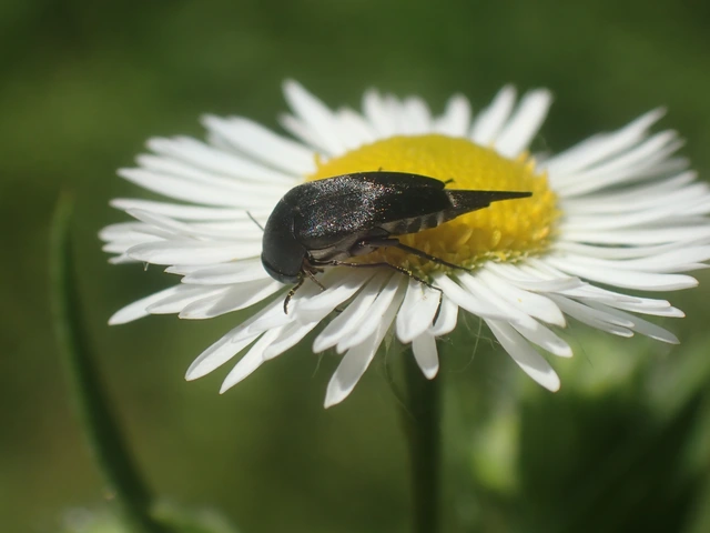 Mordellidae - marókafélék