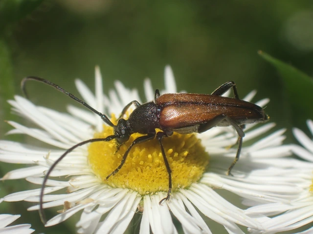 Stenurella melanura - feketevégű karcsúcincér
