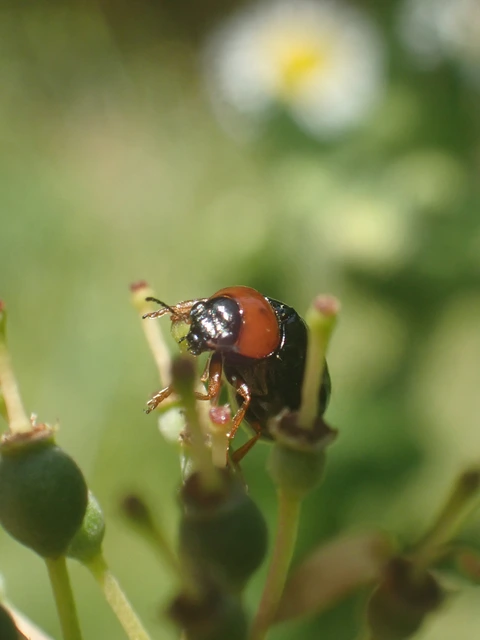 Smaragdina