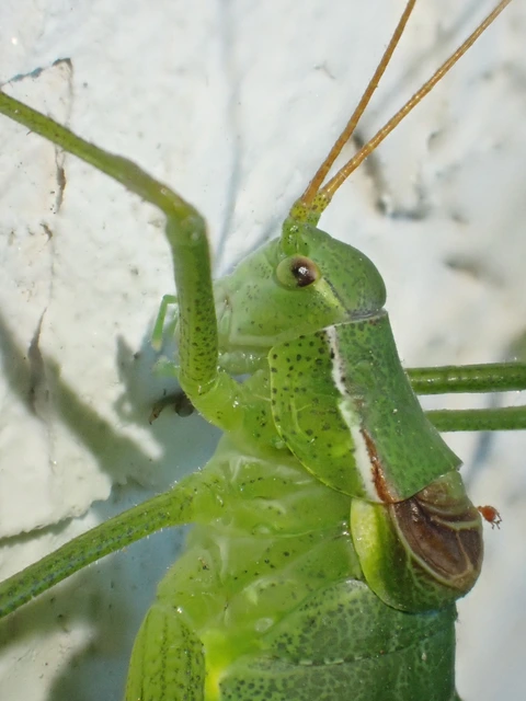 Isophya kraussii - erdei tarsza