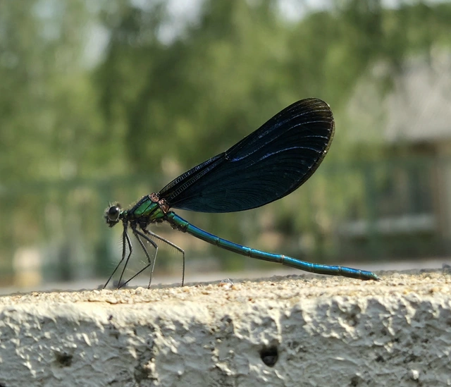 Calopteryx virgo - kisasszony-szitakötő