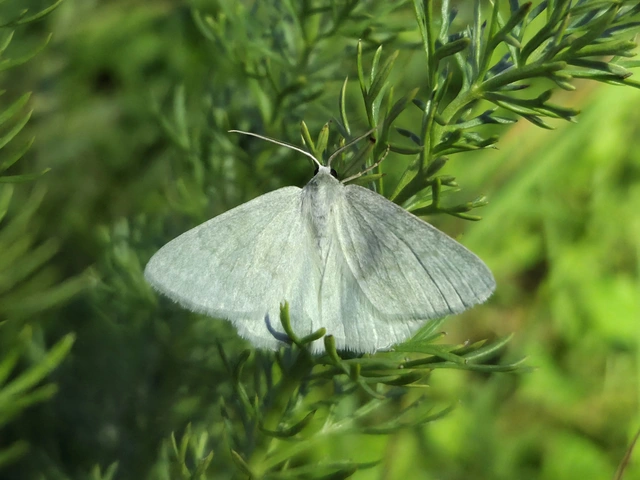 Pseudoterpna pruinata - hamvas zöldaraszoló