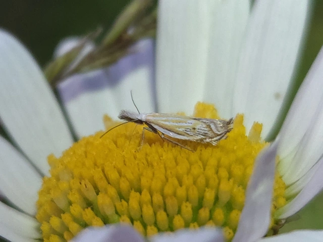 Holoscolia huebneri - sarlósszárnyú csíkosmoly