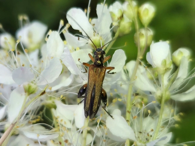 Oedemera podagrariae - székfű-álcincér