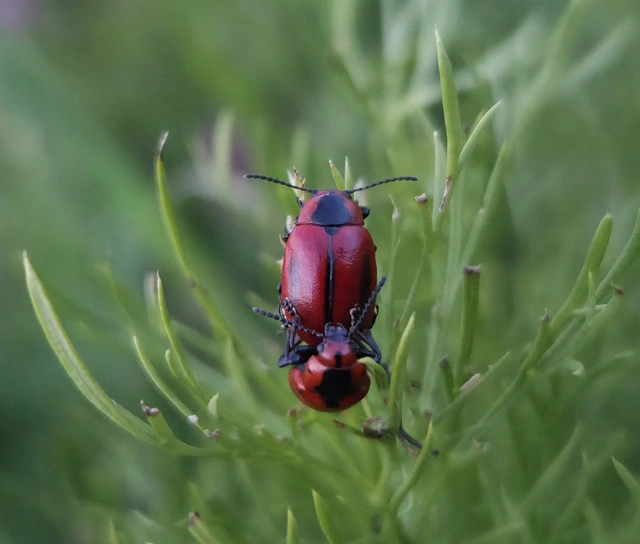Entomoscelis dorsalis - hérics-honvédbogár