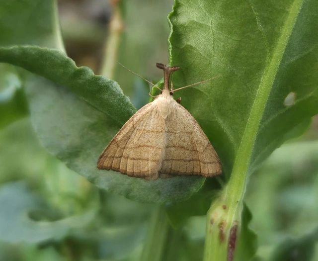 Polypogon tentacularia - sötétaljú karcsúbagoly