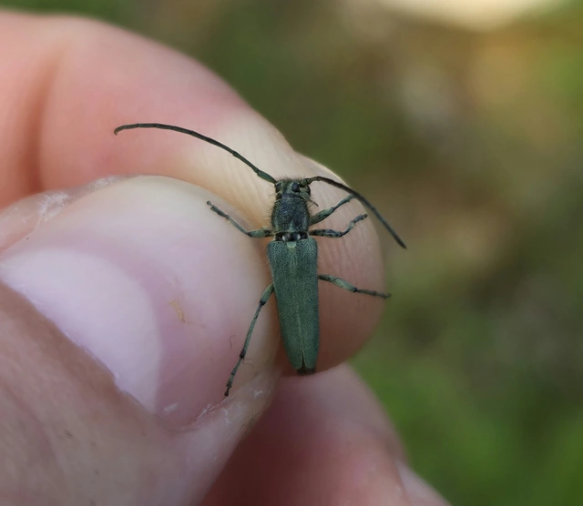 Phytoecia coerulescens - kígyósziszcincér