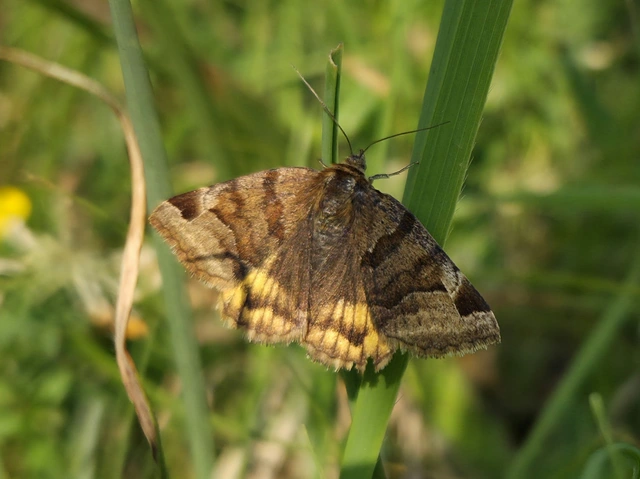 Euclidia glyphica - közönséges nappalibagoly