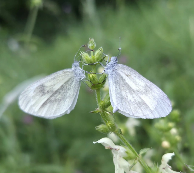Leptidea sinapis - mustárlepke