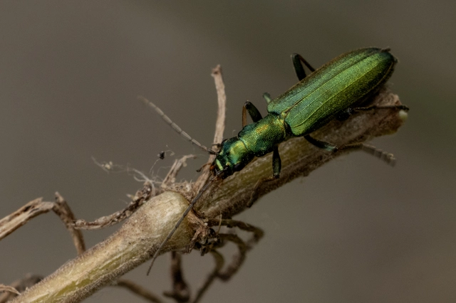 Chrysanthia viridissima - aranyos álcincér