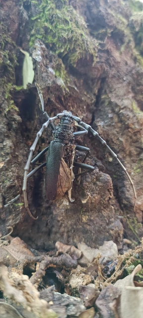 Cerambyx cerdo - nagy hőscincér