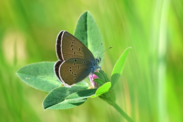 Cyaniris semiargus - aprószemes boglárka