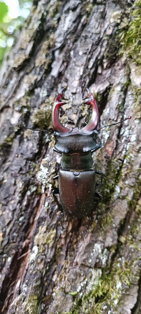 Lucanus cervus - nagy szarvasbogár