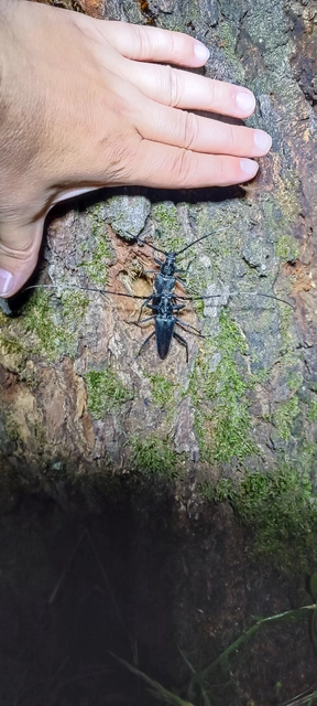Cerambyx cerdo - nagy hőscincér