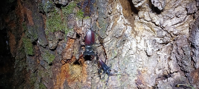 Lucanus cervus - nagy szarvasbogár