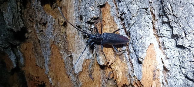 Cerambyx cerdo - nagy hőscincér