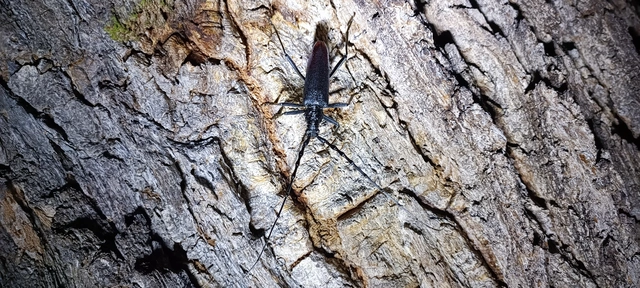 Cerambyx cerdo - nagy hőscincér