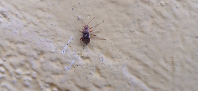 Rhopalus