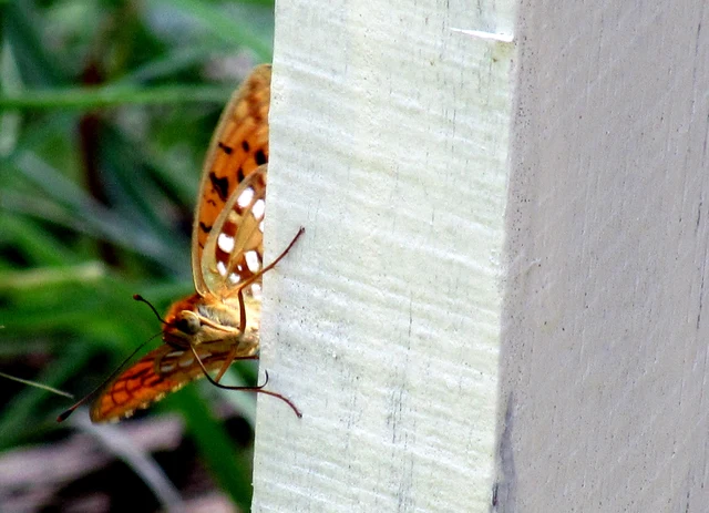 Argynnis adippe - ezüstös gyöngyházlepke