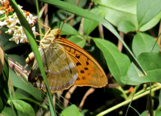Argynnis paphia - nagy gyöngyházlepke