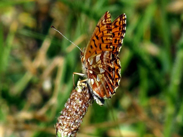Boloria dia - kis gyöngyházlepke