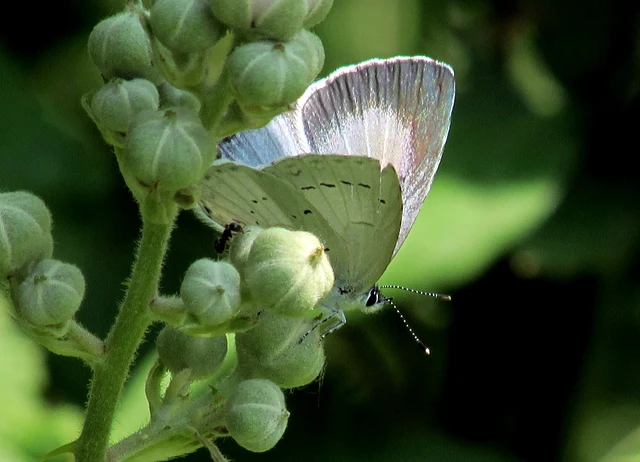 Celastrina argiolus - bengeboglárka
