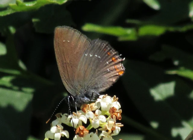 Satyrium ilicis - tölgyfa-csücsköslepke