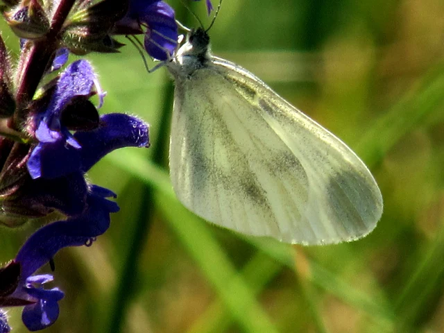 Leptidea sinapis - mustárlepke