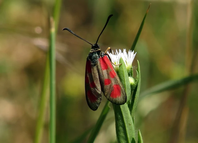 Zygaena loti - közönséges csüngőlepke