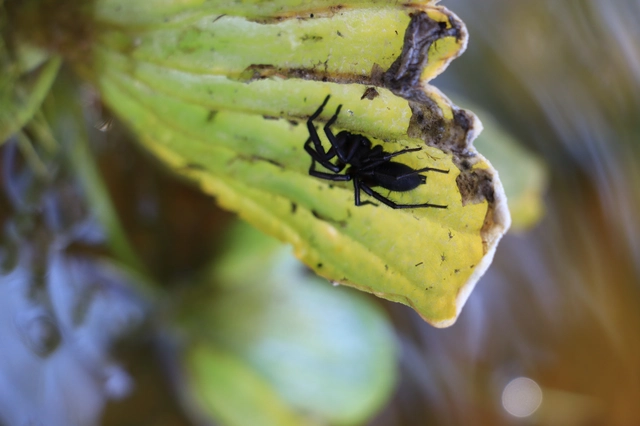 Gnaphosidae - kövipókok